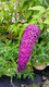 1 Buddleia davidii 'Royal Red' in 2L pot Buddleja Butterfly Bush