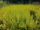 50 Golden Leylandii Evergreen Hedging Plants 20-30cm in 9cm Pots / Cupressocyparis leylandii 'Castlewellan Gold'