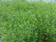 20 Green Privet Hedging Plants Ligustrum Hedge 30-50cm, Dense Evergreen, Potted, 3fatpigs