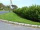 20 Green Privet Hedging Plants Ligustrum Hedge 30-50cm, Dense Evergreen, Potted, 3fatpigs