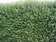 20 Green Privet Hedging Plants Ligustrum Hedge 20-30cm, Dense Evergreen, Potted, 3fatpigs
