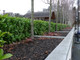 50 Cherry Laurel Fast Growing Evergreen Hedging Plants 30-50cm Tall, Potted