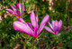 Magnolia 'Susan' in 1.5-2L Pot,Purple Tulip-Like Flowers in the 1st Year