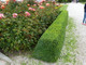 5 Common Box / Buxus Sempervirens 10-20cm Tall Evergreen Hedging Plants In 9cm Pots