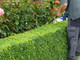 5 Common Box / Buxus Sempervirens 10-20cm Tall Evergreen Hedging Plants In 9cm Pots