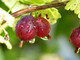 1 Red Gooseberry Plant / Uva Crispa 'Hinnonmaki Red' In 2L Pot