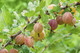 1 Red Gooseberry Plant / Uva Crispa 'Hinnonmaki Red' In 2L Pot