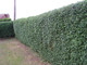 10 Green Privet Hedging Plants Ligustrum Hedge 30-50cm,Dense Evergreen,Big Pots