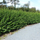 100 Green Privet Hedging Plants Ligustrum Hedge 30-50cm, Dense Evergreen, Potted, 3fatpigs