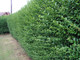 100 Green Privet Hedging Plants Ligustrum Hedge 30-50cm, Dense Evergreen, Potted, 3fatpigs