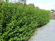 100 Green Privet Hedging Plants Ligustrum Hedge 30-50cm, Dense Evergreen, Potted, 3fatpigs