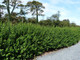 100 Green Privet Hedging Plants Ligustrum Hedge 30-50cm, Dense Evergreen, Potted, 3fatpigs