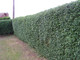 5 Green Privet Hedging Plants Ligustrum Hedge 30-50cm, Dense Evergreen, Potted, 3fatpigs