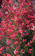 1 Red Broom Cytisus x boskoopii Boskoop Ruby Plant in 9cm Pot, Stunning Flowers