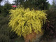 1 Broom / Cytisus Praecox 'All Gold' Plant in 9cm Pot, Long Lasting, Yellow Flowering Shrub