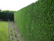 20 Leyland Cypress / Green Leylandii in 9cm Pots, 30-40cm Evergreen Hedging Plants