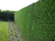 20 Leyland Cypress / Green Leylandii in 9cm Pots, 20-30cm Evergreen Hedging Plants