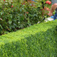 6 Common Box / Buxus Sempervirens 10-20cm Tall Evergreen Hedging Plants In 9cm Pots