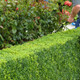 25 Common Box / Buxus Sempervirens 10-20cm Tall Evergreen Hedging Plants In 9cm Pots