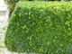 15 Common Box / Buxus Sempervirens 10-20cm Tall Evergreen Hedging Plants In 9cm Pots