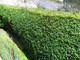 50 Common Box / Buxus Sempervirens 10-20cm Tall Evergreen Hedging Plants In 9cm Pots