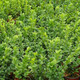 100 Common Box / Buxus Sempervirens 10-20cm Tall Evergreen Hedging Plants In 9cm Pots