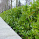 100 Cherry Laurel Fast Growing Evergreen Hedging Plants 20-30cm Tall in 10cm Pots