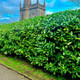 100 Cherry Laurel Fast Growing Evergreen Hedging Plants 30-50cm Tall, Potted