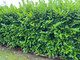 10 Cherry Laurel Fast Growing Evergreen Hedging Plants 30-50cm Tall, Potted