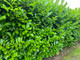 10 Cherry Laurel Fast Growing Evergreen Hedging Plants 30-50cm Tall, Potted