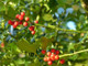 5 Common Holly Hedging Evergreen Plants, Ilex aquifolium 20-25cm in 9cm Pots