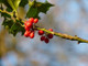 3 Common Holly Hedging Evergreen Plants, Ilex aquifolium 20-25cm in 9cm Pots