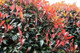 5 Photinia Red Robin Hedging Plants 25-30cm Bushy Evergreen Hedge Shrubs