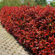 3 Photinia Red Robin Hedging Plants 25-30cm Bushy Evergreen Hedge Shrubs