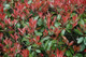 3 Photinia Red Robin Hedging Plants 25-30cm Bushy Evergreen Hedge Shrubs