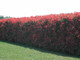 3 Photinia Red Robin Hedging Plants 25-30cm Bushy Evergreen Hedge Shrubs