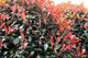 100 Photinia Red Robin Hedging Plants 20-30cm  Bushy Evergreen Hedge Shrubs
