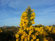 3 Gorse Hedging Bush,Prickly Furze Plants,Fragrant Yellow Whin Evergreen Hedge