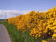 25 Gorse Hedging Bush,Prickly Furze Plants,Fragrant Yellow Whin Evergreen Hedge