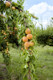 Apricot Bergeron Tree 4-5ft In 6L Pot Self-fertile Sweet & Tasty Orange Flesh