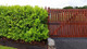 100 Cherry Laurel 3-4ft Tall Multi-Stemmed Prunus Rotundifolia, In 3L Pots, Fast Growing Evergreen Hedging