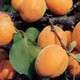 Dwarf Patio Apricot  Tree In 5L Pot, Prunus Armeniaca Bergeron, Miniature Self-Fertile & Heavy Cropping