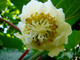 Self-Fertile Kiwi Fruit 'Jenny' Plant in 2L Pot, Ready to Fruit, Tasty Fruit