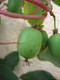 Self-Fertile Mini Kiwi Fruit 'Issai' In a 2L Pot , Chinese Gooseberry Plant