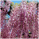 Wisteria 'Floribunda Rosea' / Pink Japanese Wisteria in 2L Pot, Fragrant Flowers.