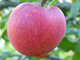 Idared Apple Tree 4-5ft in a 6L Pot, Ready To Fruit,Mild Flavour, Late Season