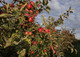 Idared Apple Tree 3-4ft in a 6L Pot, Ready To Fruit,Mild Flavour, Late Season