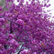 Japanese Flowering Cherry /  Prunus 'Kanzan' 3-5ft Tall, Potted, Double Pink Flowers