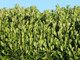 20 Cherry Laurel 3-4ft Tall Multi-Stemmed Prunus Rotundifolia, In 3L Pots, Fast Growing Evergreen Hedging.