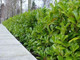 20 Cherry Laurel 3-4ft Tall Multi-Stemmed Prunus Rotundifolia, In 3L Pots, Fast Growing Evergreen Hedging.